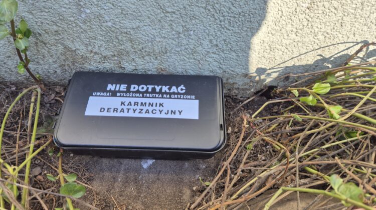 Szczury przy domu Szczecin – co robić i czy to niebezpieczne?